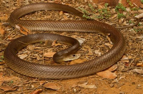 Coastal Taipan Facts and Pictures | Reptile Fact