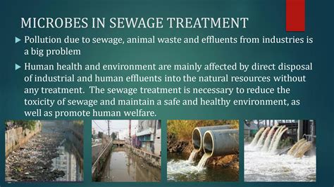 SOLUTION: Microbes in sewage treatment - Studypool