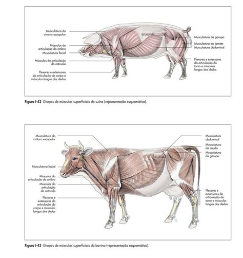 Músculos suíno e bovino Medicina veterinária Técnico de veterinária