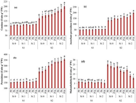 Plants Free Full Text Synergistic Practicing Of Rhizobacteria And Silicon Improve Salt