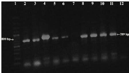 PCR Ampli Fi Cation Of A 1189 Bp Product Of The Gene InvC Lane 1 100