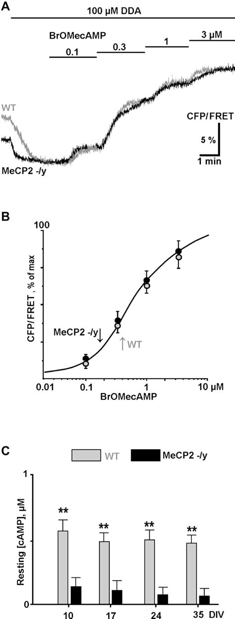 Figure 1 From Epac Mediated CAMP Signalling In The Mouse Model Of Rett