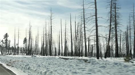 Forest Fire Aftermath Burnt Charred Trees In Usa Black Dry Burned