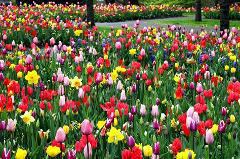 gambar gratis tulip  berwarna warni bunga lapangan parkir taman