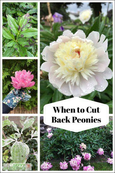 When To Cut Back Peonies Why You Should Time Your Pruning Flower