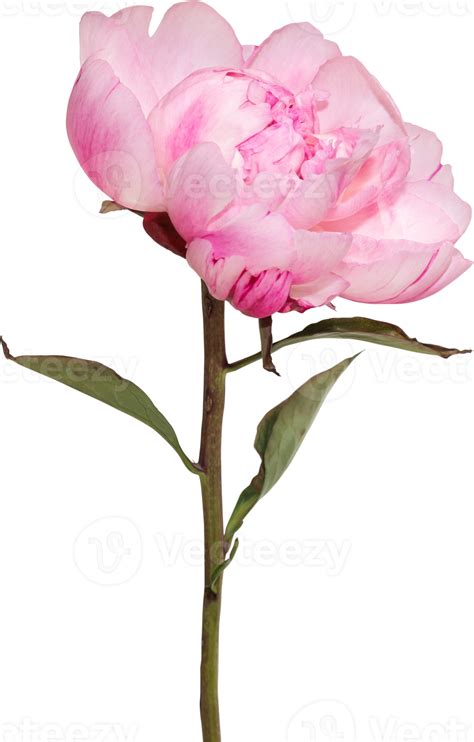 Pink Peony Flower Transparency Background Floral Object 8848164 PNG