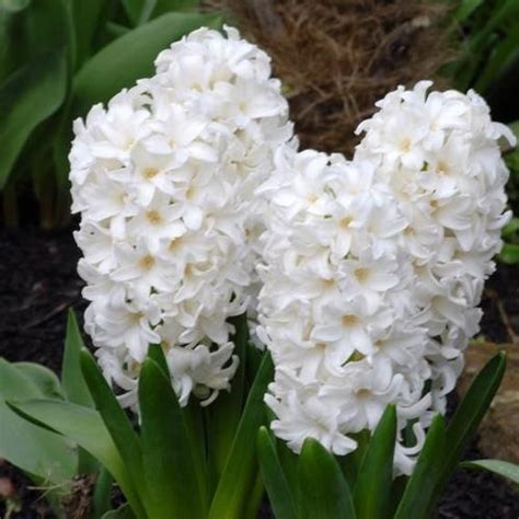 5 Hyacinth Bulbswhite Pearlpack of 5 - Etsy | Bulb flowers, Hyacinth ...