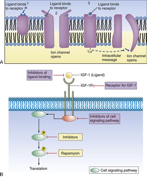 Cellular Biology Basicmedical Key