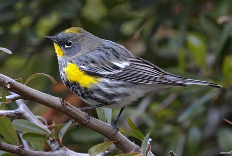 Yellow-rumped Warbler | San Diego Bird Spot