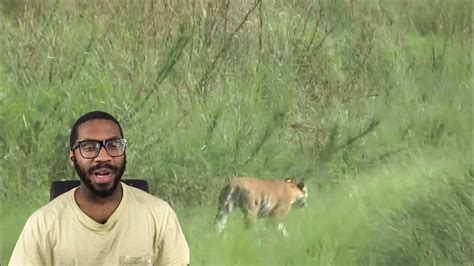 6 Tiger Encounters You Should Never Watch Reaction Youtube