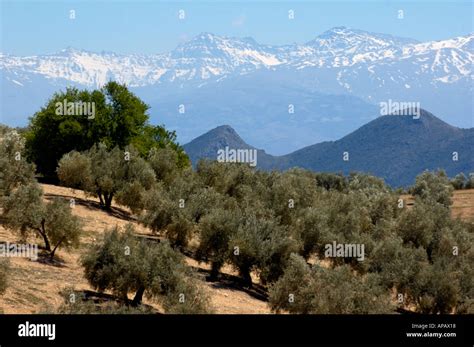 Spain Andalucia Landscape Fields Of Olive Trees Against The Snowy