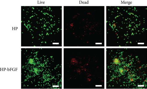 Morphology Of Hp And Hp Bfgf Hydrogels And Cytocompatibility Of