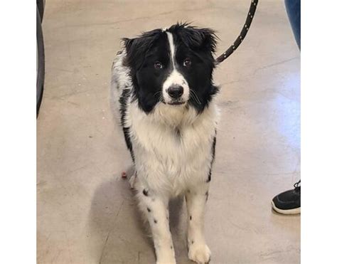 Phoenix AZ Border Collie Border Collie Meet Rorick A Pet For