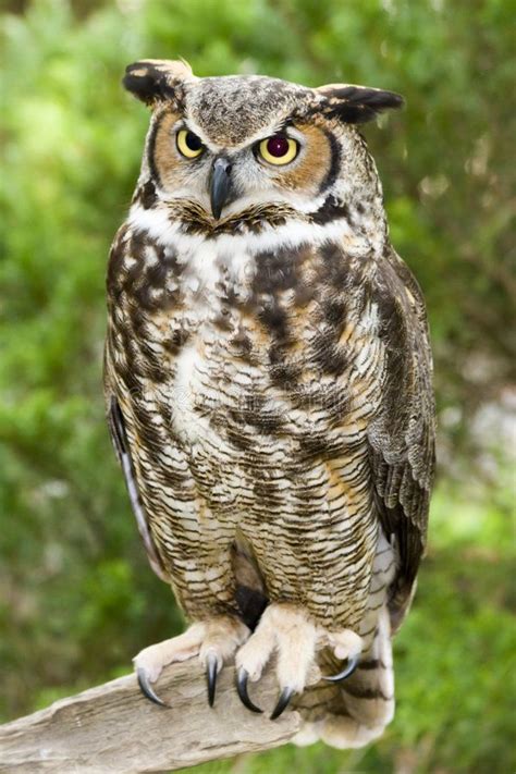 Great Horned Owl Standing On A Tree Branch Ad Owl Horned