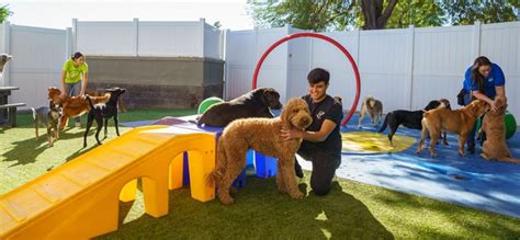 Safe and Fun Dog Daycare in Scottsdale AZ | | Paw Commons