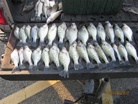 White crappie