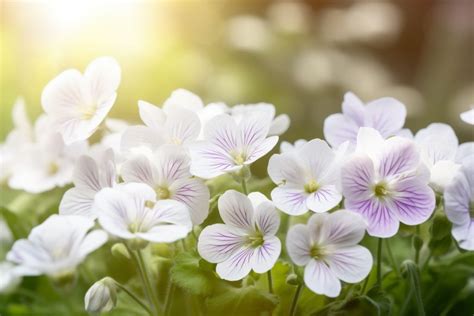 white violet flower meaning symbolism spiritual significance