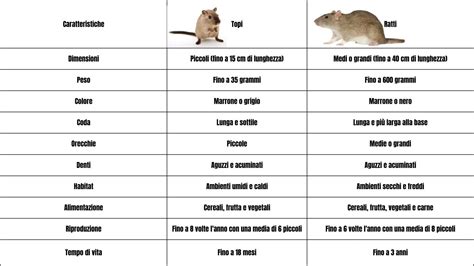 Differenza Tra Topi E Ratti