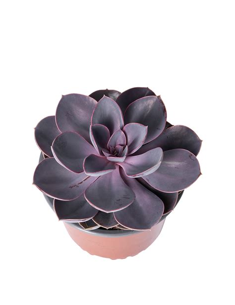 Sukkulent Echeveria Purple Pearl Ø15 cm potte Plantorama