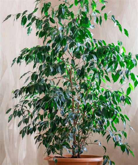 Best Tall Indoor Plants 10 Large Houseplants To Add Impact Homes