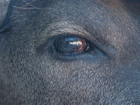 Closeup of a Water Buffalo Eye Stock Photo - Image of macro, 2021: ...