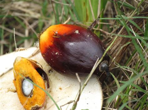 crop  sumatra pictures indonesia  global geography