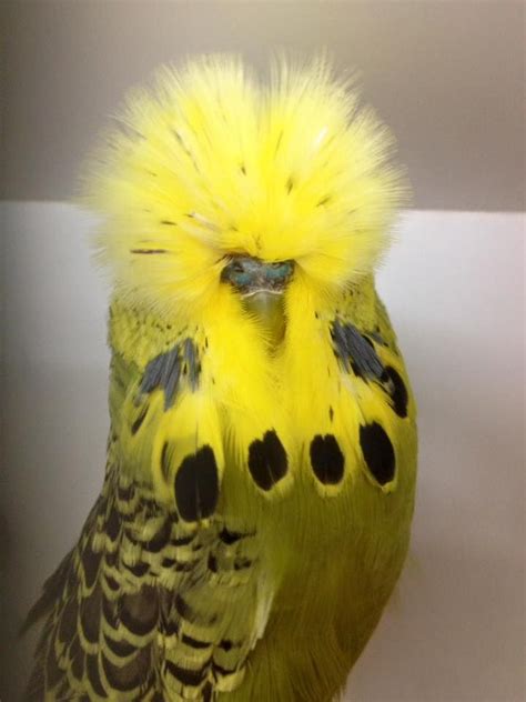 17 Best images about Budgies/Parakeets on Pinterest | English, Budgie ...