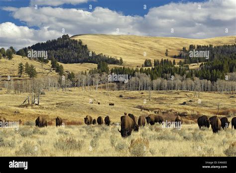 American Buffalo / Bison (Bison bison) grazing in open plains ...