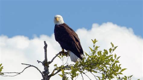 What Are the Predators of Eagles? -Surprising Animals That Can Threaten ...