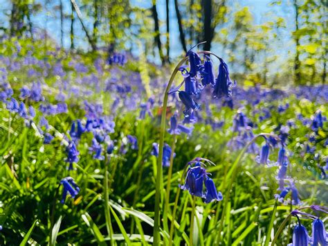 Bluebells In Dorset Tess Of The Vale