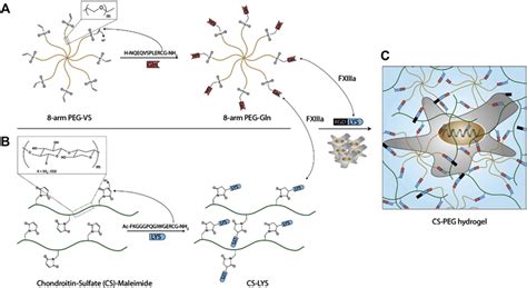 Factor Xiii Mediated Cs Peg Hydrogel Formation The Functionalization