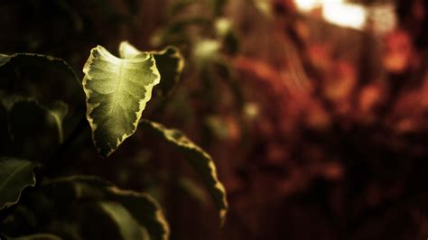 Wallpaper X Px Depth Of Field Leaves Macro Nature Plants