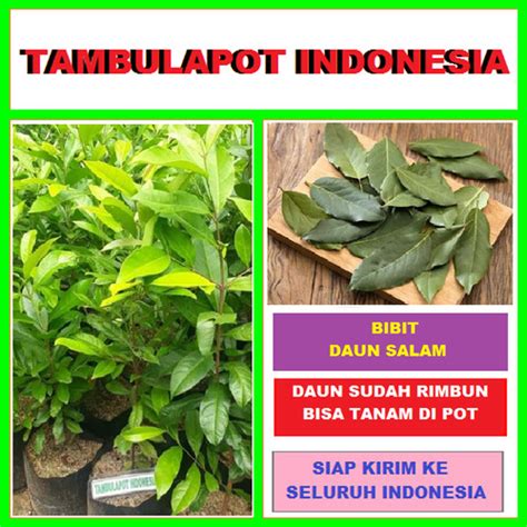 Jual Bibit Tanaman Salam Bibit Daun Salam Bumbu Masak Pohon Salam