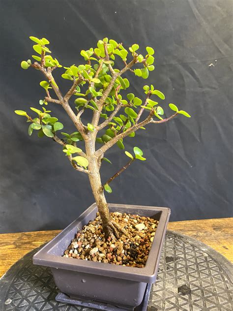 Cork Bark Portulacaria Afra Dwarf Jade Bonsai Training Pot Years