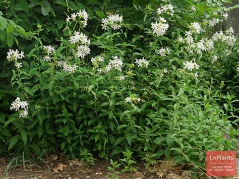 Мыльнянка лекарственная (Saponaria officinalis) — описание, выращивание ...