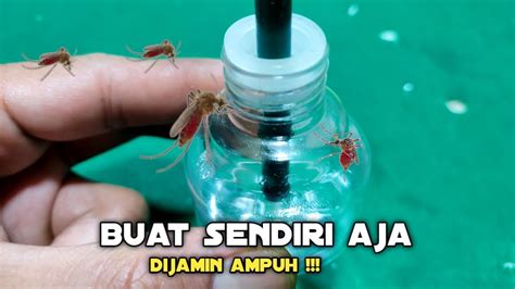 Ternyata Cuma Begini Rumah Selamanya Bebas Dari Nyamuk Youtube