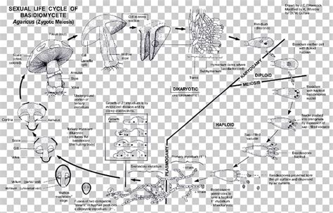 Basidiomycota Life Cycle Diagram