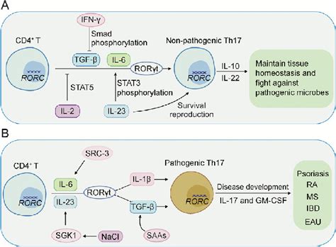 Cd4 þ T Cells Under Induction Can Differentiate Into Non Pathogenic T