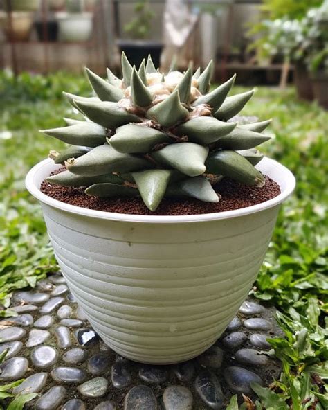 19 Plants That Look Like Aloe Vera But Are Not