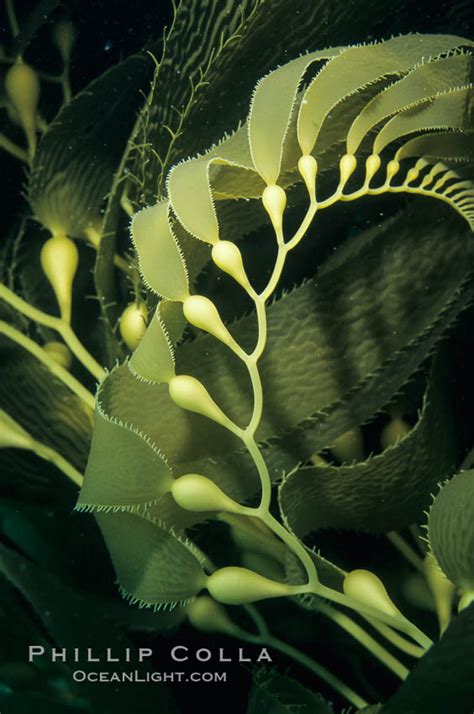 Kelp frond showing pneumatocysts (air bladders), Macrocystis pyrifera ...