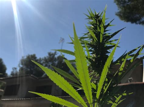 La Importancia Del Sol En El Cultivo De Cannabis En Exterior