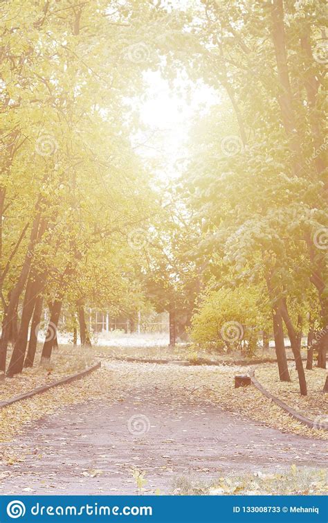 Evening Landscape With Yellowing Trees And A Lot Of Leaves Fallen On