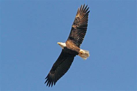 Eagle Gallery: Eagle Identification Photos