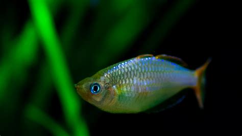 Video Melanotaenia Praecox The Dwarf Neon Rainbowfish Michael