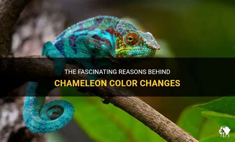 The Fascinating Reasons Behind Chameleon Color Changes | PetShun