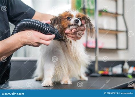 Caucasian Woman Dries the Dog. Papillon Continental Spaniel in the ...