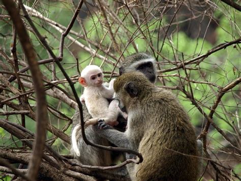 Albino Baboon