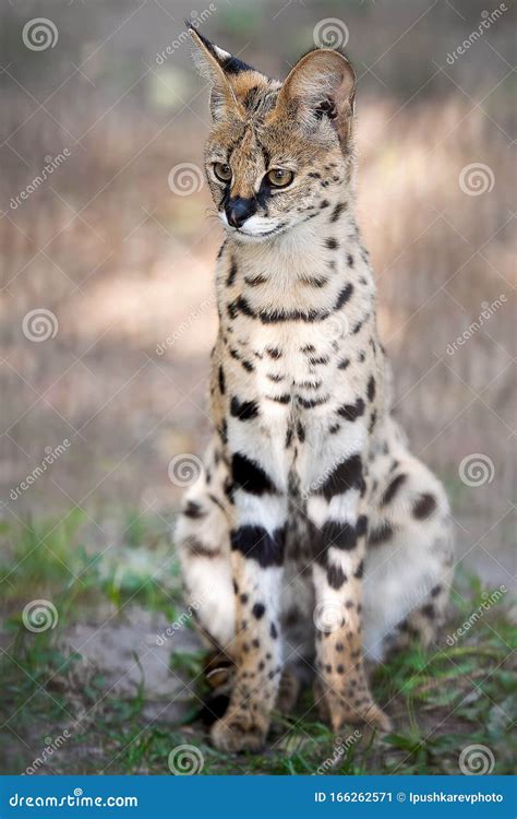 Leptailurus Serval Um Retrato De Um Serval Sentado Na Grama Verde Gato