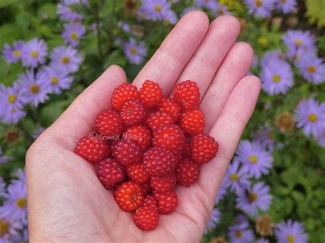 Rubus phoenicolasius Japanese Wineberry