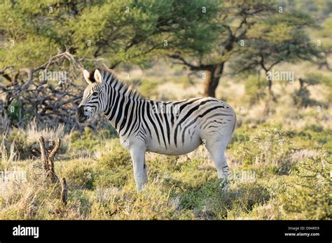 Quagga, Equus quagga quagga. Example of animals in 'breeding back ...